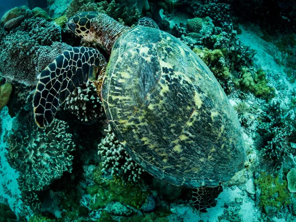 Большая Черепаха Спит Коралловом Рифе Подводное Фото Филиппины — стоковое фото