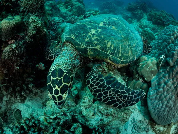 Una Grossa Tartaruga Adagiata Sulla Barriera Corallina Foto Subacquea Filippine — Foto Stock