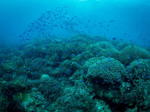 Красочные Коралловые Рифы Подводное Фото Филиппины — стоковое фото