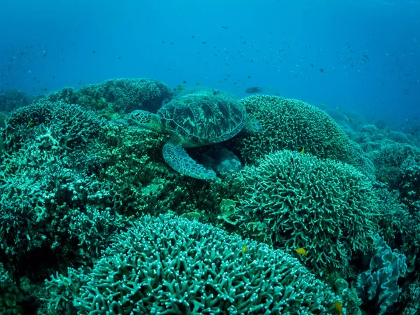 Большая Черепаха Лежит Коралловом Рифе Подводное Фото Филиппины — стоковое фото