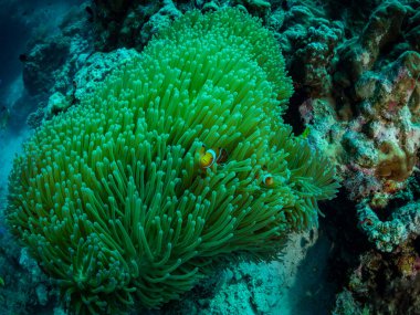 Yumuşak mercan ve nemo balığı, sualtı fotoğrafı, Filipinler.