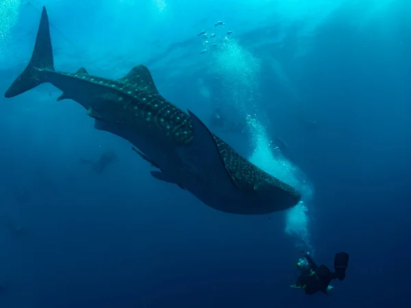 Китовая Акула Окружении Дайверов Ослоб Филиппины Селективный Фокус — стоковое фото