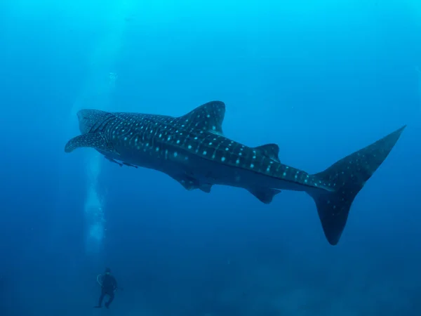 Tiburón Ballena Los Buceadores Oslob Filipinas Enfoque Selectivo — Foto de Stock