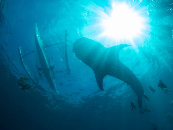 Силуэт Китовой Акулы Лодки Поверхности Против Солнца Осло Филиппины Селективный — стоковое фото