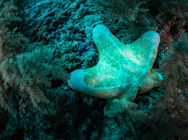 Estrela Mar Colorida Sobre Recife Coral Foto Subaquática Filipinas — Fotografia de Stock