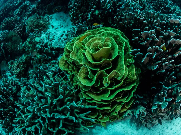 Renkli mercan resifi, sualtı fotoğrafı, Filipinler.