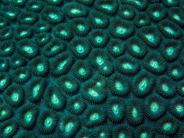 Sert mercanları kapatın. Filipinler.