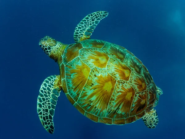 Черепаха Плавает Голубой Воде Океана Филиппины — стоковое фото