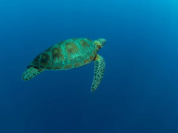 Черепаха Плавает Голубой Воде Океана Филиппины — стоковое фото