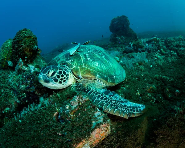 Tartaruga Che Riposa Sul Fondo Dell Oceano Filippine — Foto Stock