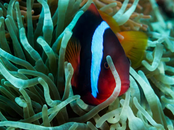 Filipinler 'deki şakayıklarından gizlice bakan sahte palyaço şakayık balığı (Amphiprion ocellaris).