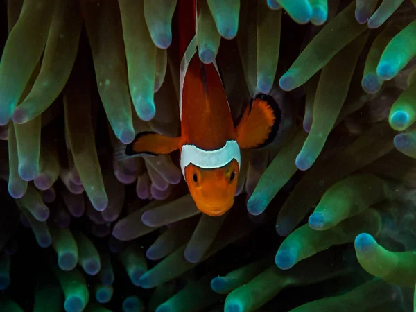 Filipinler 'deki şakayıklarından gizlice bakan sahte palyaço şakayık balığı (Amphiprion ocellaris).
