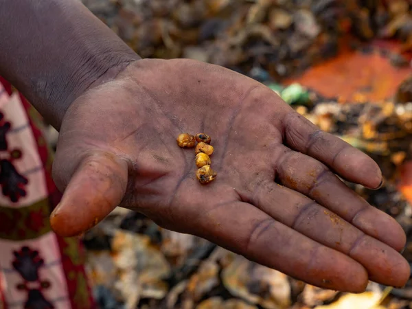 Maïs Gezegend Een Voodoo Ceremonie Een Mannelijke Hand Dankoli Benin — Stockfoto