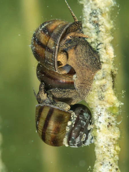 Macro shot tatlı su salyangozu. Sualtı fotoğrafı, Hancza Gölü, Polonya. Seçici odak