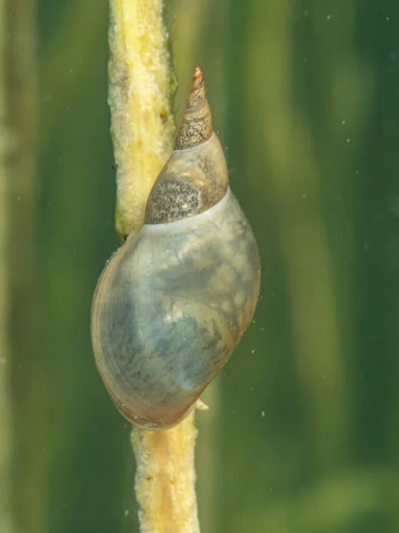 Makro Záběr Sladkovodního Šneka Podvodní Fotka Hanczovo Jezero Polsko Selektivní — Stock fotografie