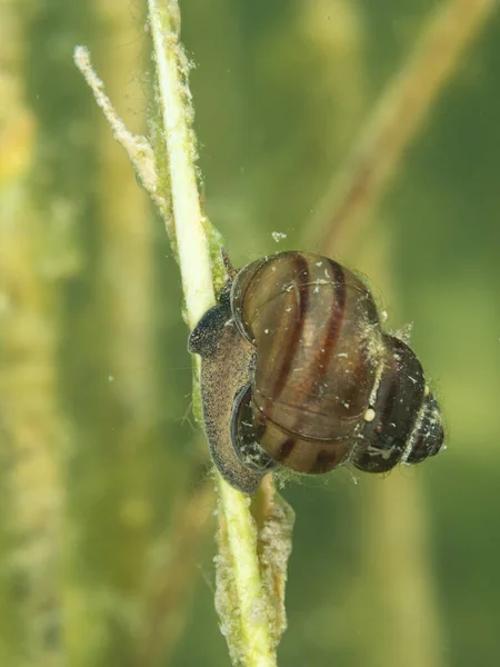 Macro Caracol Agua Dulce Foto Submarina Lago Hancza Polonia Enfoque Fotos De Stock