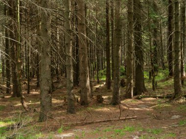 Karkonosze Ulusal Parkı 'ndaki dağ ormanlarında ağaç gövdeleri.