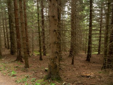 Karkonosze Ulusal Parkı 'ndaki dağ ormanlarında ağaç gövdeleri.