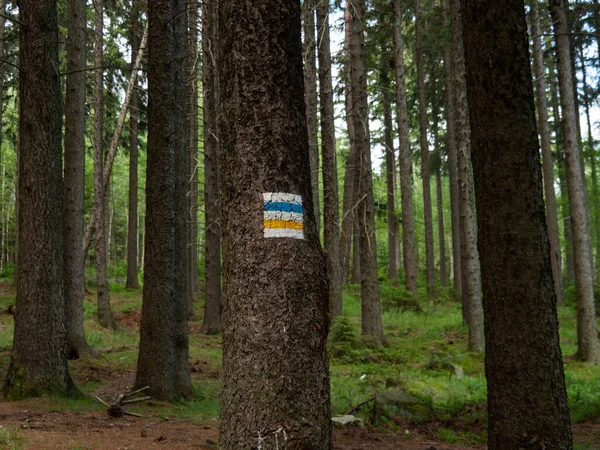 Karkonosze Ulusal Parkı 'ndaki bir ağaç gövdesinde dağ yürüyüşü izleri var.
