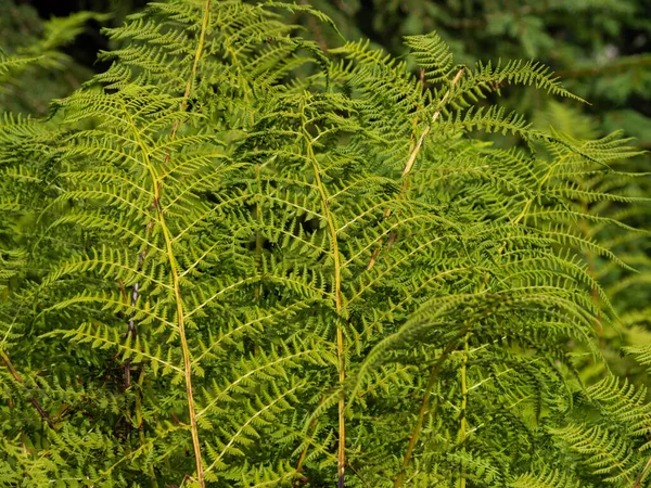 Hojas Helecho Forestal Parque Nacional Karkonosze —  Fotos de Stock