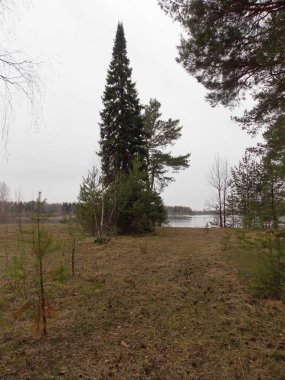 Orman nehrinin kıyısındaki yalnız çam manzarası.