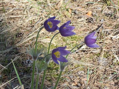 Rüya Çimeni 3 'ün ilk kez açan güzel çiçeklerinin manzarası..