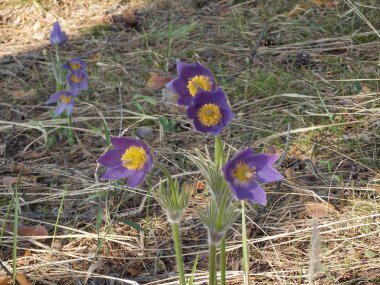 Rüya otunun ilk kez açan güzel çiçeklerinin manzarası.