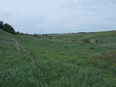 Tepelerdeki yeşil çayır ve çalıların manzarası.