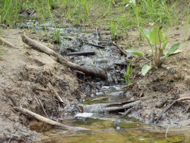 Yeşil çimlerin yanındaki küçük orman deresi manzarası.