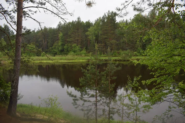 The beautiful view of reflection of pine forest in the water of small river.