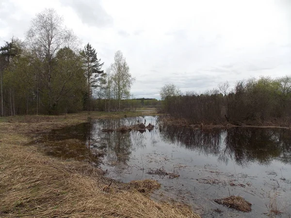 The view of overgrown coast of spring forest river.