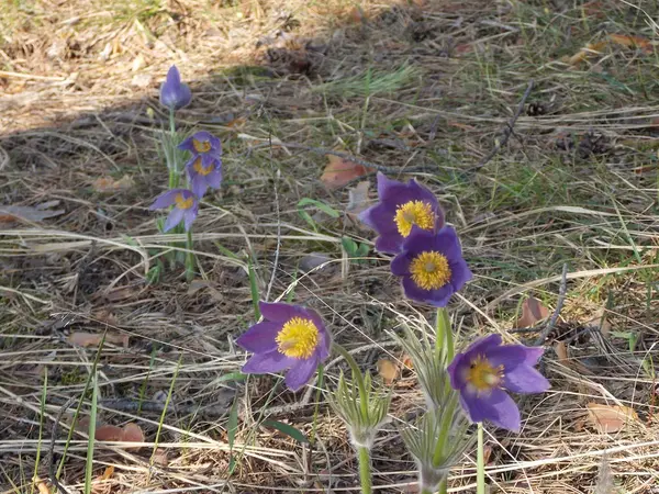Rüya Çimeni 2 'nin ilk kez açan güzel çiçeklerinin manzarası..