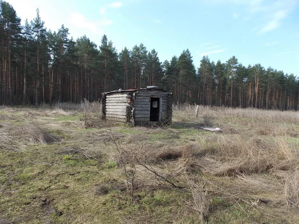 Çam ormanına karşı eski kovboy evi manzarası.