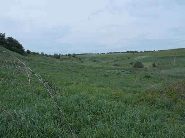 Tepelerdeki yeşil çayır ve çalıların manzarası.