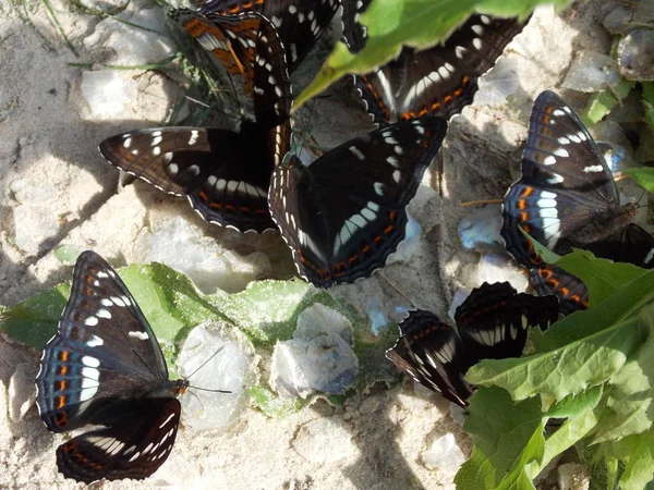 Balık pulundaki güzel parlak kelebeklerin manzarası.