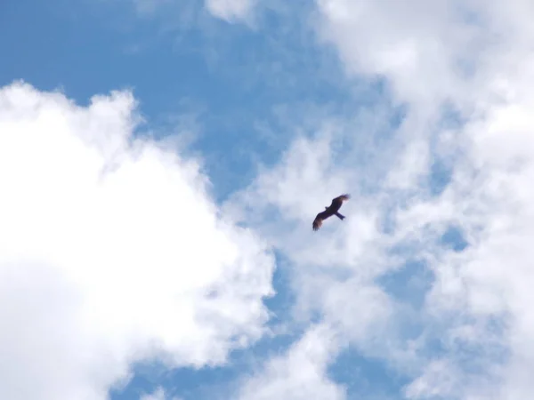 Beautiful View Flying Hawk Blue Cloud Sky — Stock Photo, Image