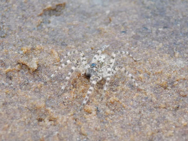 Nehrin kıyısındaki kumdaki küçük örümceğin manzarası.