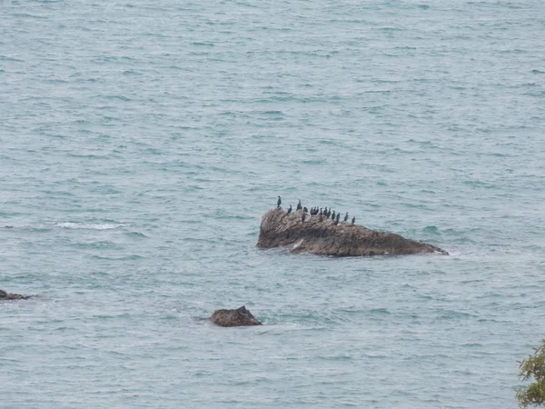 Denizde büyük bir taşın üzerindeki karabatakların manzarası.