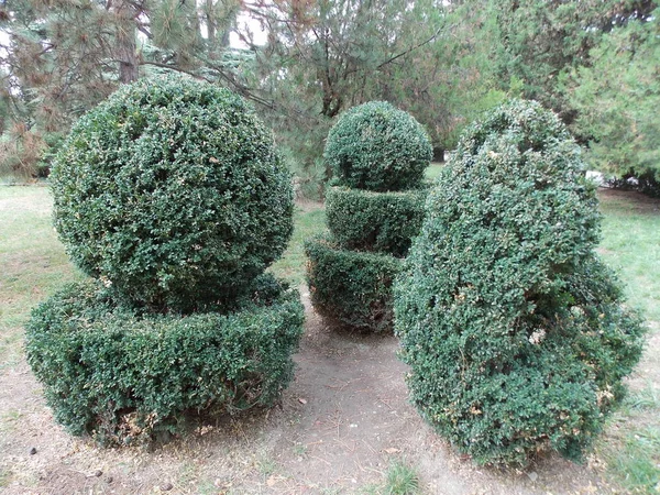 Deniz kenarındaki parktaki yeşil budanmış çalıların manzarası.