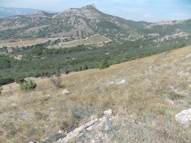 Yamaçta yeşil üzüm bağları olan uzak dağ manzarası.