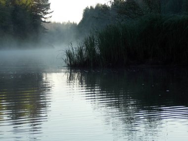 Yeşil su otları ile nehrin su üzerinde sis görünümü.