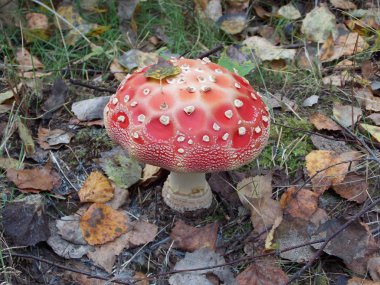 Çim en kırmızı sinek agaric görünümü ve yapraklar.