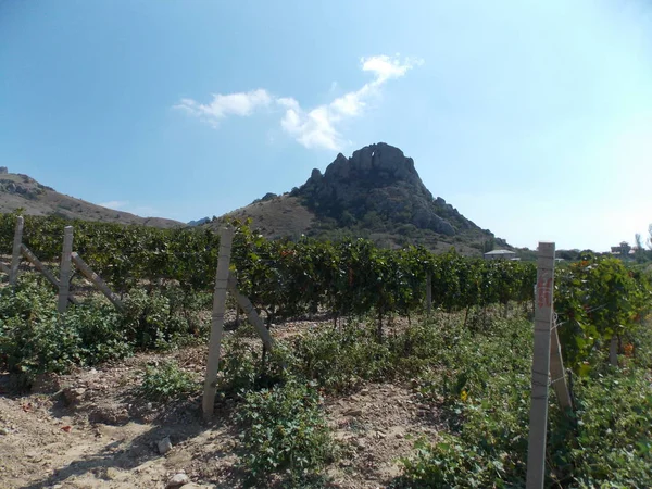 岩石山背景下的葡萄园景观 — 图库照片