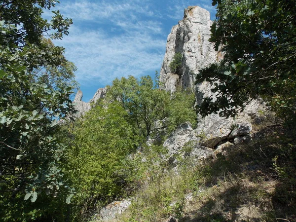 Blick Von Unten Auf Einen Einsamen Felsen Zwischen Den Bäumen — Stockfoto