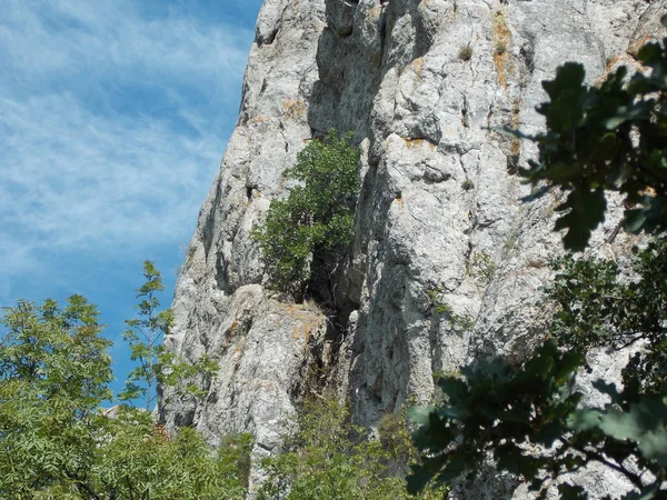 Der Blick Auf Den Kleinen Baum Auf Dem Felsen — Stockfoto