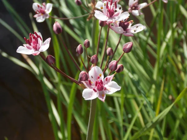 Yeşil çimkarşı küçük pembe çiçekler görünümü.