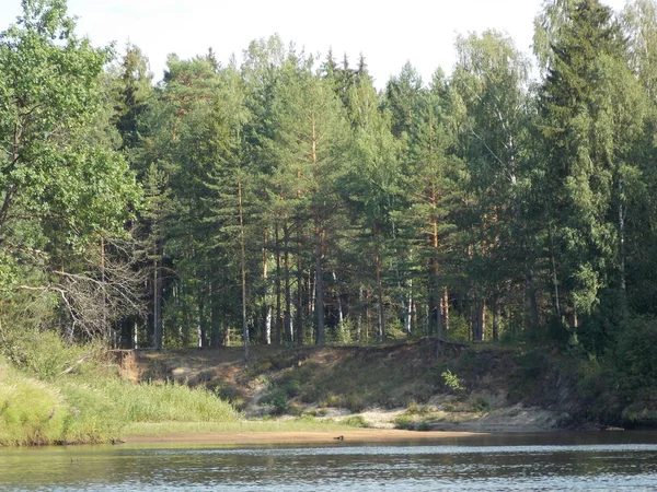 Вид Берега Небольшой Лесной Реки Деревьями Кустарниками — стоковое фото