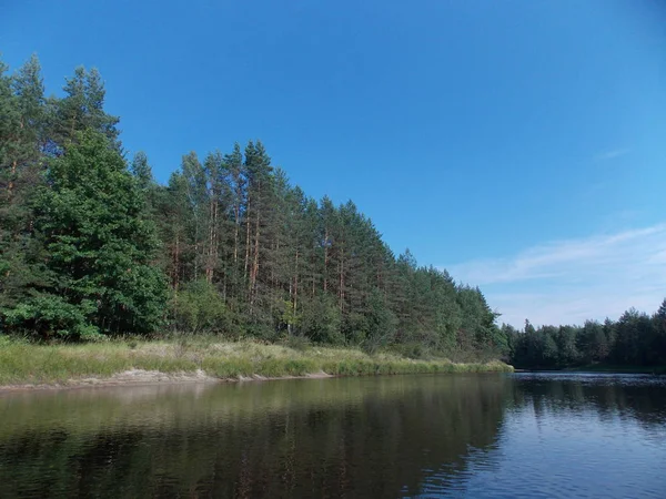 Folyóparton Lévő Fenyőerdő Nézete Ragyogó Kék Égbolttal Szemben — Stock Fotó