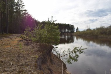 Orman nehri kıyısında küçük çam görünümü.
