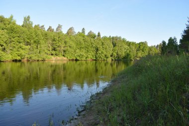 Yaz orman nehri kıyılarıgörünümü.